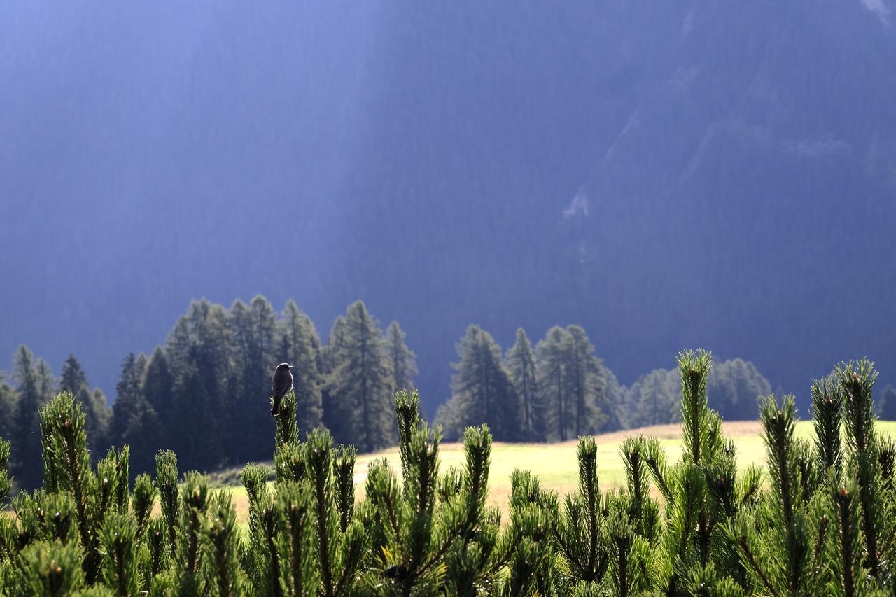 B&B Fior Vigo di Fassa Luaran gambar